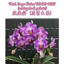 Phal. Sogo Vivien 'SOGO F858' (variegata & peloric) 2,5" B1 June