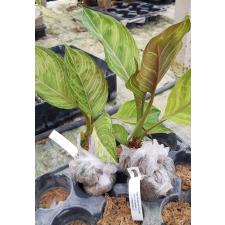 Aglaonema sp. God Army 1100р