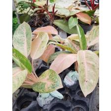 Aglaonema SP-2 PPink Banana