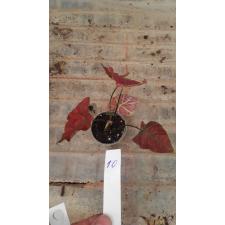 Caladium 30.04 a-10