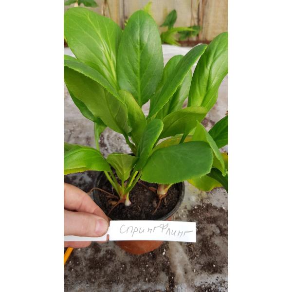 Бадан "Весенний праздник" / Bergenia "Spring Fling".