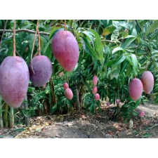 Мангифера индика "Даенг Джаккапат" (привитая) / Mangifera indica 'Daeng Jakkapat' (grafted). 192