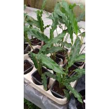 Calathea rufibarba 100р (ктенанте2)