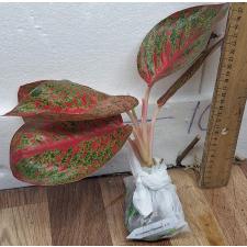 Аглаонема Саб Монгкол. / Aglaonema Sub Mongkol A-37