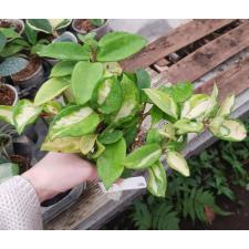 Hoya carnosa cv. Medio-picta rosea 806