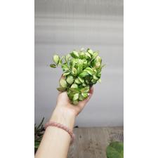 Хойя хейшкелиана варегатная / Hoya heuschkeliana variegata (#819)