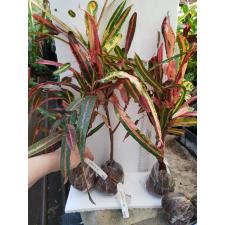 Codiaeum Mother and Daughters variegated 146/1