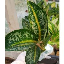 Aglaonema Indiana Queen