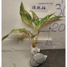 Аглаонема Арадин. / Aglaonema Aradin A-16