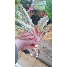 Aglaonema Prakay Ngern (No.2) 92/1 dekabr