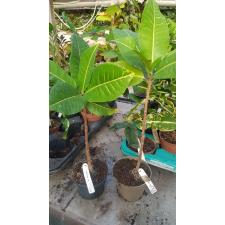 Codiaeum (T28) 223-224