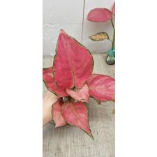 Aglaonema Super Pink A-41