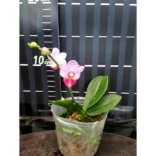 Доритаенопсис Джин Хо Черри × лоббии / Dtps. Jin Ho Cherry x lobbii