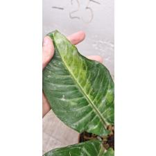 Anthurium variegated sp 1