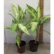 Диффенбахия Стар брайт / Dieffenbachia sp star bright