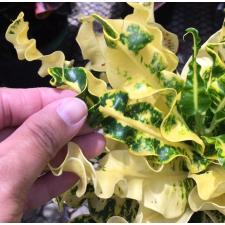 Codiaeum Ai Ya Rate 230