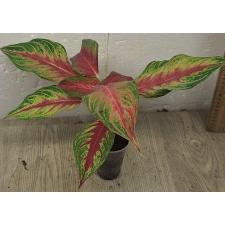 Аглаонема Панама Красная / Aglaonema Panama - Red A-93