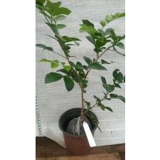 Murraya paniculata 'Himalayan' (flat leaf) 328 по 2200р