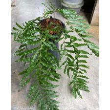 Drynaria sp.(T11) 'Sivavej' Thailand 208/1