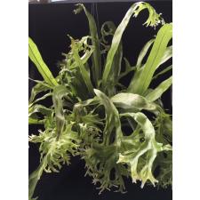 Microsorum punctatum 'Kinnaree' 227