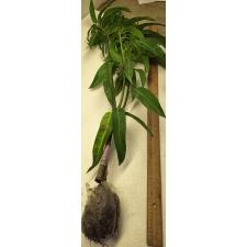 Мангифера индика "Р2Е2" / Mangifera indica 'R2E2'. 174