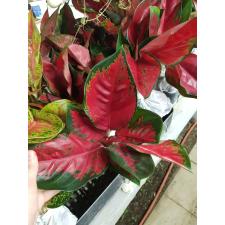 Aglaonema T2 ( L) Suksom Jaipong