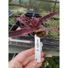 Cryptanthus T 01 pink margin leaf