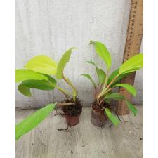 Philodendron malay Gold 