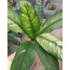 Spathiphyllum variegated L (big leaves) 3500р