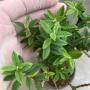 Psidium Super Dwarf (not wavy leaf