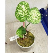 Aglaonema sp 5 - 450р