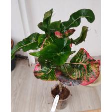 Codiaeum Nub Anan 87/1