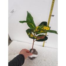 Codiaeum ovalifolium (black form 268