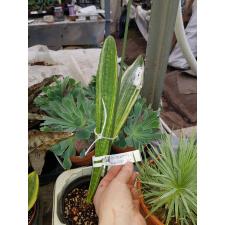 Sansevieria guineensis cream variegata
