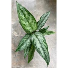 Aglaonema Sethee Ngern Laan  101 - 102