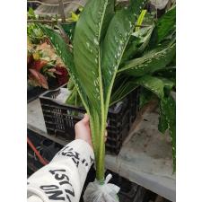 Dieffenbachia Dragon Scale L