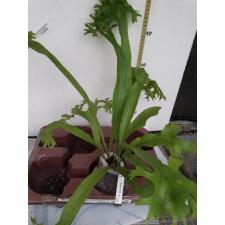 Microsorum punctatum 'Kinnaree' 227