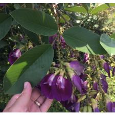 Clitoria fairchildiana (Brazil) 94