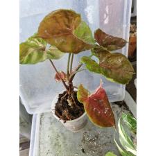 Syngonium Strawberry Ice pot 1100p