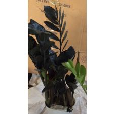 Zamioculcas zamiifolia (black leaf) pot