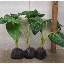 Homalomena sp Lindenii