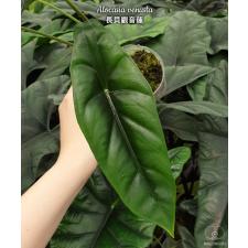 Alocasia venusta  B7 January