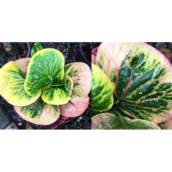 Кодиеум Йорд Кхунпол / Codiaeum Yord Khunpol