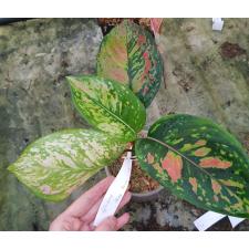 Aglaonema sp Heng Heng Heng стакан уценка 500р