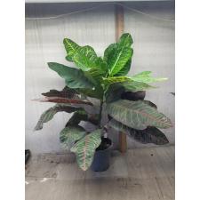Codiaeum Tri Noosara 79 (L)