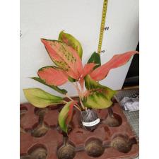 Aglaonema Ratana Roongroeng 87
