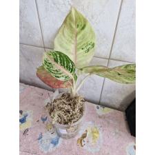 Aglaonema sp 2 - 500p