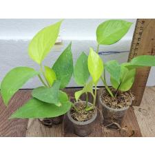 Сциндапсус Лайм / scindapsus lime (S)