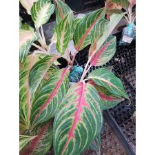 Aglaonema Panama - Red A-93