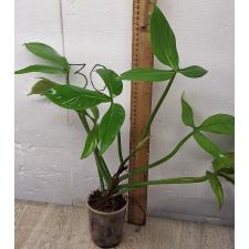 Филодендрон Трипартитум / philodendron tripartitum